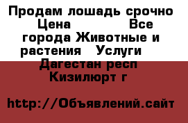 Продам лошадь срочно › Цена ­ 30 000 - Все города Животные и растения » Услуги   . Дагестан респ.,Кизилюрт г.